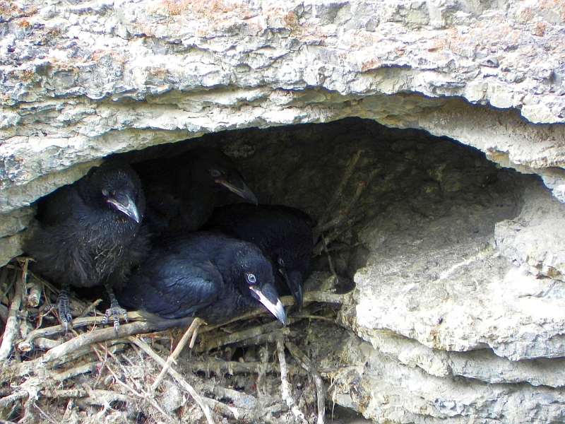 Black Swifts