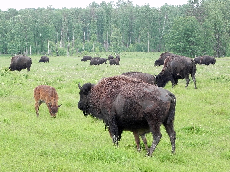 Bison im Elk Island National Park