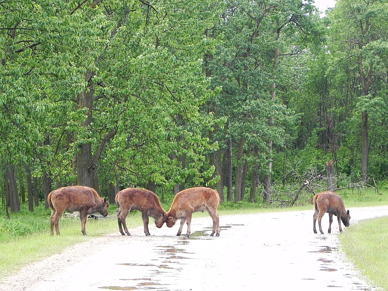 Bison im Elk Island National Park